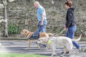 Volunteer with Guide Dogs Near You Today! | My Caring Dog – Tips, Stories, and Care Guides for Loving Pet Owners