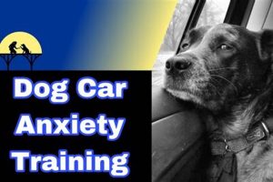 Reducing Dog Anxiety in Car Travel | My Caring Dog – Tips, Stories, and Care Guides for Loving Pet Owners