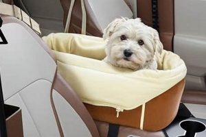Top Dog Car Seat Safety: Best Seats & Harnesses | My Caring Dog – Tips, Stories, and Care Guides for Loving Pet Owners
