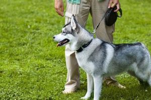 Top Cheap Dog Trainers Near Me: Car Dog Edition | My Caring Dog – Tips, Stories, and Care Guides for Loving Pet Owners