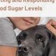 Diabetic Alert Dog Grants: Financial Aid Guide | My Caring Dog – Tips, Stories, and Care Guides for Loving Pet Owners