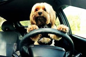Safe Car Rides: Dog Travel Training Tips | My Caring Dog – Tips, Stories, and Care Guides for Loving Pet Owners