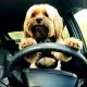 Safe Car Rides: Dog Travel Training Tips | My Caring Dog – Tips, Stories, and Care Guides for Loving Pet Owners