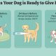 Dog Birth Care: A Guide for Owners | My Caring Dog – Tips, Stories, and Care Guides for Loving Pet Owners