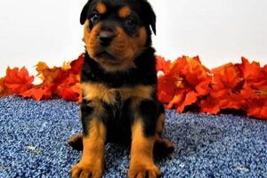 Dog Breeders Near Me Open Now | My Caring Dog – Tips, Stories, and Care Guides for Loving Pet Owners