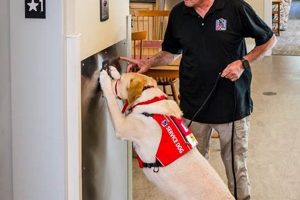 Neads Dog Training | My Caring Dog – Tips, Stories, and Care Guides for Loving Pet Owners