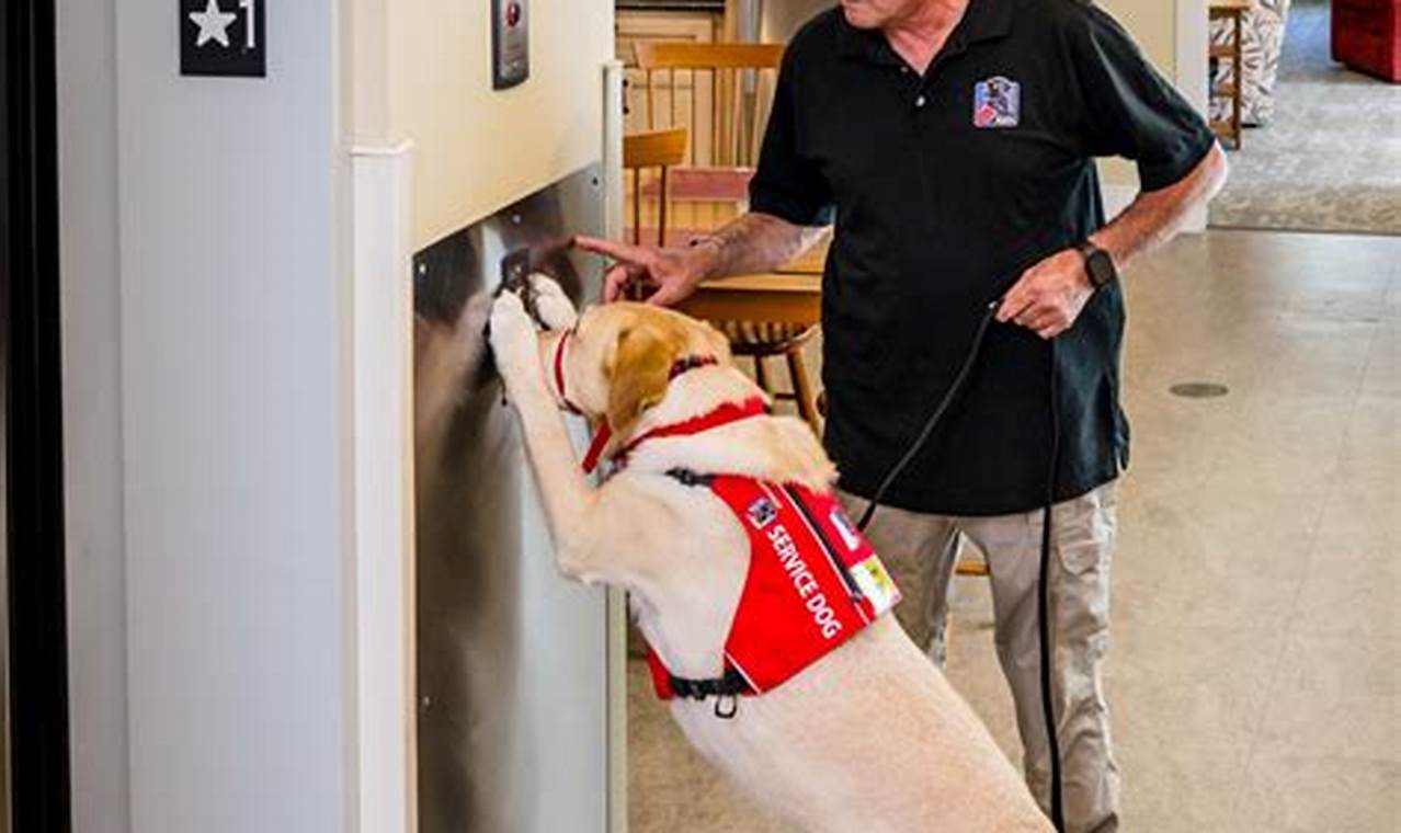 Neads Dog Training | My Caring Dog – Tips, Stories, and Care Guides for Loving Pet Owners