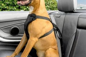 Best Dog Car Harness: Secure & Safe Travel Guide | My Caring Dog – Tips, Stories, and Care Guides for Loving Pet Owners