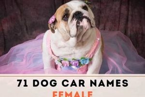 Top Female Dog Car Names & Ideas | My Caring Dog – Tips, Stories, and Care Guides for Loving Pet Owners