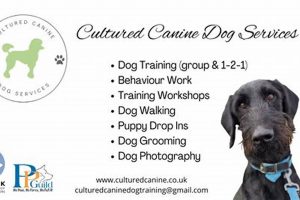 Car Dog Canine Agency: Ultimate Guide | My Caring Dog – Tips, Stories, and Care Guides for Loving Pet Owners