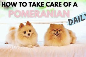 Ultimate Pomeranian Dog Care Guide | My Caring Dog – Tips, Stories, and Care Guides for Loving Pet Owners