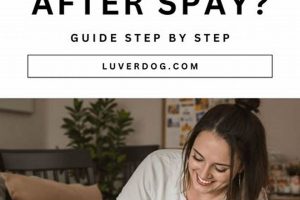 Essential Dog Spay Post-Op Care Guide | My Caring Dog – Tips, Stories, and Care Guides for Loving Pet Owners