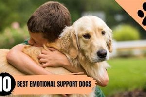 Best Support Dogs for Car Travel & Safety | My Caring Dog – Tips, Stories, and Care Guides for Loving Pet Owners