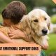 Best Support Dogs for Car Travel & Safety | My Caring Dog – Tips, Stories, and Care Guides for Loving Pet Owners