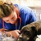 Best Dog Veterinary Care for Your Car Dog | My Caring Dog – Tips, Stories, and Care Guides for Loving Pet Owners