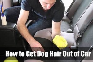 Easily Get Dog Hair Out of Your Car Fast | My Caring Dog – Tips, Stories, and Care Guides for Loving Pet Owners