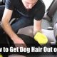 Easily Get Dog Hair Out of Your Car Fast | My Caring Dog – Tips, Stories, and Care Guides for Loving Pet Owners