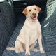 Best Dog Car Mat Covers &amp; Protectors | My Caring Dog – Tips, Stories, and Care Guides for Loving Pet Owners