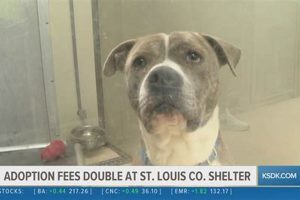Adopt Shelter Dogs in St. Louis, MO Today! | My Caring Dog – Tips, Stories, and Care Guides for Loving Pet Owners