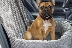 Best Dog Safety Seats For Cars: Guide & Reviews | My Caring Dog – Tips, Stories, and Care Guides for Loving Pet Owners
