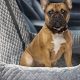 Best Dog Safety Seats For Cars: Guide & Reviews | My Caring Dog – Tips, Stories, and Care Guides for Loving Pet Owners