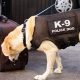 The K9 Who: Car Dog Heroes | My Caring Dog – Tips, Stories, and Care Guides for Loving Pet Owners