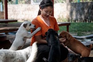 Top Carer Dogs: Ultimate Guide for Dog Owners | My Caring Dog – Tips, Stories, and Care Guides for Loving Pet Owners