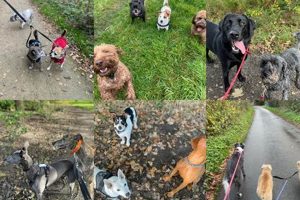 Top Pet Care & Dog Walking in Sydney | My Caring Dog – Tips, Stories, and Care Guides for Loving Pet Owners