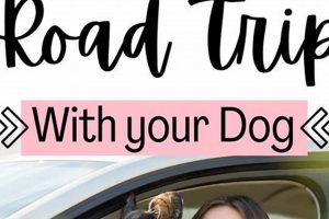 Road Trip Ready: Dog Car Ride Essentials | My Caring Dog – Tips, Stories, and Care Guides for Loving Pet Owners