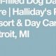 Best Dog Day Care in Detroit: Top Centers | My Caring Dog – Tips, Stories, and Care Guides for Loving Pet Owners
