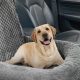 Best Comfy Dog Car Seats for Safe Travels | My Caring Dog – Tips, Stories, and Care Guides for Loving Pet Owners