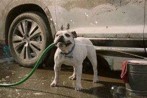 Best Dog Car Wash Commercial Tips & Examples | My Caring Dog – Tips, Stories, and Care Guides for Loving Pet Owners