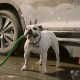 Best Dog Car Wash Commercial Tips & Examples | My Caring Dog – Tips, Stories, and Care Guides for Loving Pet Owners
