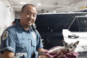 Skokie IL Animal Control: Car Dog Safety | My Caring Dog – Tips, Stories, and Care Guides for Loving Pet Owners