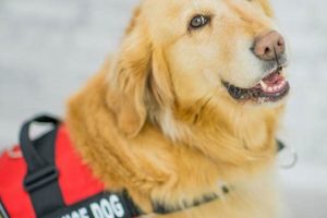 Trained Migraine Service Dogs for Sale: Find Your Partner | My Caring Dog – Tips, Stories, and Care Guides for Loving Pet Owners