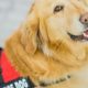 Trained Migraine Service Dogs for Sale: Find Your Partner | My Caring Dog – Tips, Stories, and Care Guides for Loving Pet Owners