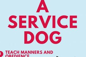 Where To Train A Service Dog | My Caring Dog – Tips, Stories, and Care Guides for Loving Pet Owners