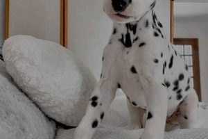 Adorable Pup Dogs: Car Travel Tips & Gear | My Caring Dog – Tips, Stories, and Care Guides for Loving Pet Owners