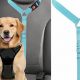 Best Dog Seat Belts for Cars: Safe & Secure | My Caring Dog – Tips, Stories, and Care Guides for Loving Pet Owners