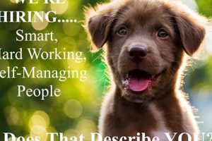 Top Dog Jobs: Car Canine Careers | My Caring Dog – Tips, Stories, and Care Guides for Loving Pet Owners