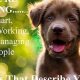Top Dog Jobs: Car Canine Careers | My Caring Dog – Tips, Stories, and Care Guides for Loving Pet Owners