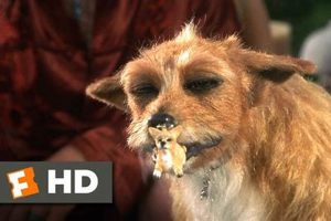 Dog From Dude Where's My Car | My Caring Dog – Tips, Stories, and Care Guides for Loving Pet Owners