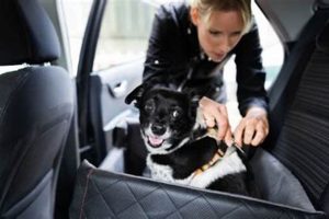 Dog Afraid Of Car Rides | My Caring Dog – Tips, Stories, and Care Guides for Loving Pet Owners