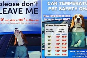 Is 60 Degrees Too Hot for a Dog in a Car? Dangers & Tips My Caring Dog – Tips, Stories, and Care Guides for Loving Pet Owners Is 60 Degrees Too Hot for a Dog in a Car? Dangers & Tips | My Caring Dog – Tips, Stories, and Care Guides for Loving Pet Owners