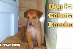 Dog Ka | My Caring Dog – Tips, Stories, and Care Guides for Loving Pet Owners