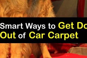 Easy Ways to Remove Dog Hair from Car Carpet My Caring Dog – Tips, Stories, and Care Guides for Loving Pet Owners Easy Ways to Remove Dog Hair from Car Carpet | My Caring Dog – Tips, Stories, and Care Guides for Loving Pet Owners