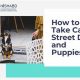 Ultimate Guide: Caring for Street Dogs with Kindness | My Caring Dog – Tips, Stories, and Care Guides for Loving Pet Owners