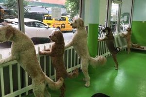 Best Dog Day Care in Midtown NYC: Top Picks | My Caring Dog – Tips, Stories, and Care Guides for Loving Pet Owners