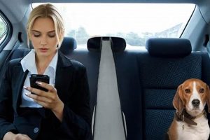 Best Dog Car Back Seat Dividers & Barriers My Caring Dog – Tips, Stories, and Care Guides for Loving Pet Owners Best Dog Car Back Seat Dividers & Barriers | My Caring Dog – Tips, Stories, and Care Guides for Loving Pet Owners