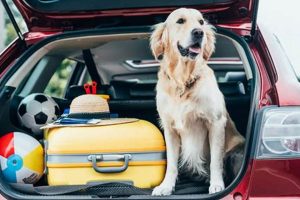 Travel With Dog In Car My Caring Dog – Tips, Stories, and Care Guides for Loving Pet Owners Travel With Dog In Car | My Caring Dog – Tips, Stories, and Care Guides for Loving Pet Owners